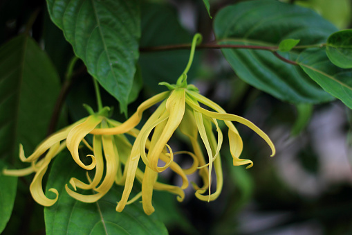 A golden trumpet tree (alias Handroanthus chrysotrichus) blooming in nature.