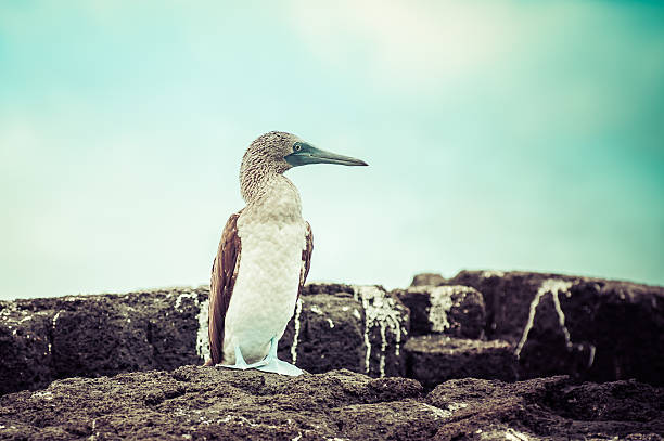 Blue footed boobie, Galapagos Islands
