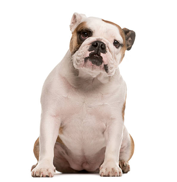 istock English Bulldog looking at the camera, isolated on white 514374728
