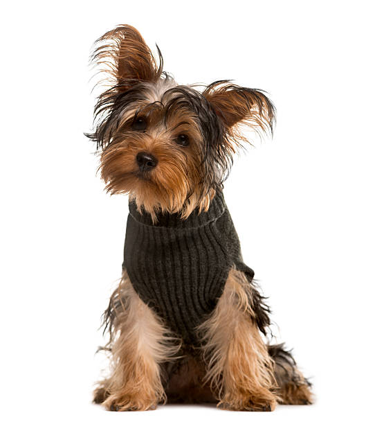 istock Yorkshire Terrier looking at the camera, isolated on white 514375346