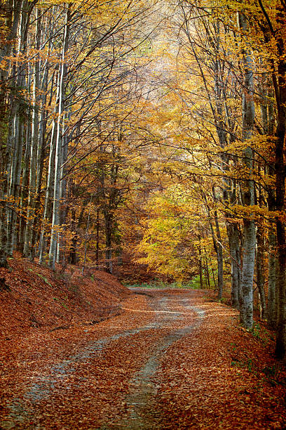 istock Curving road in autumn forest 514375653
