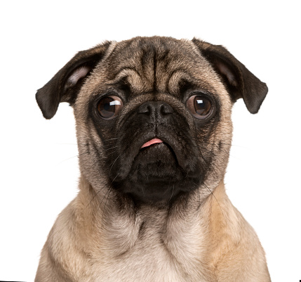 Pug puppy looking at the camera, sticking the tongue out and making a face, isolated on white (5 months old)