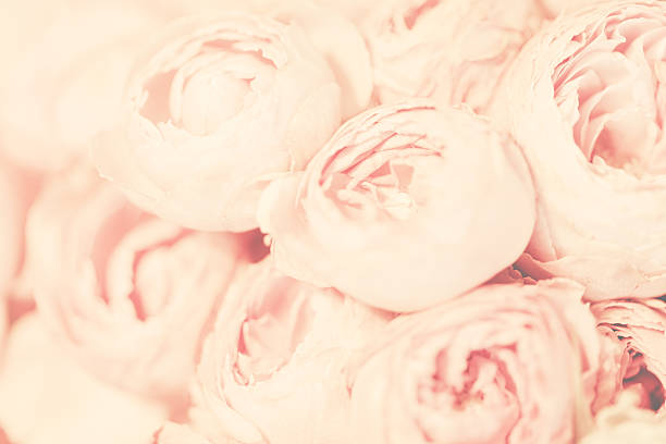 istock Bouquet of pink peony roses 514376500