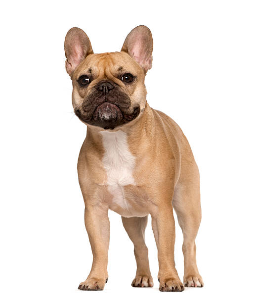 istock French Bulldog looking at the camera, isolated on white 514377068