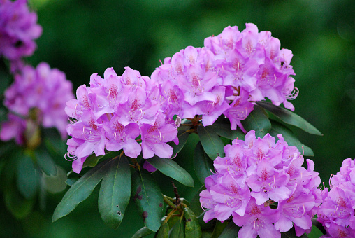 Purple Rhododendron Flowers with a blurred green background.
