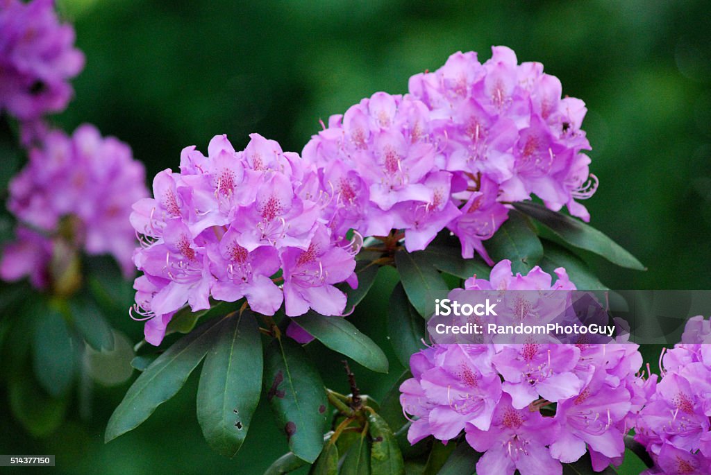 Purple Rhododendron Flowers Purple Rhododendron Flowers with a blurred green background. Rhododendron Stock Photo