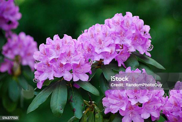 Purple Rhododendron Flowers Stock Photo - Download Image Now - Rhododendron, Flower, Purple