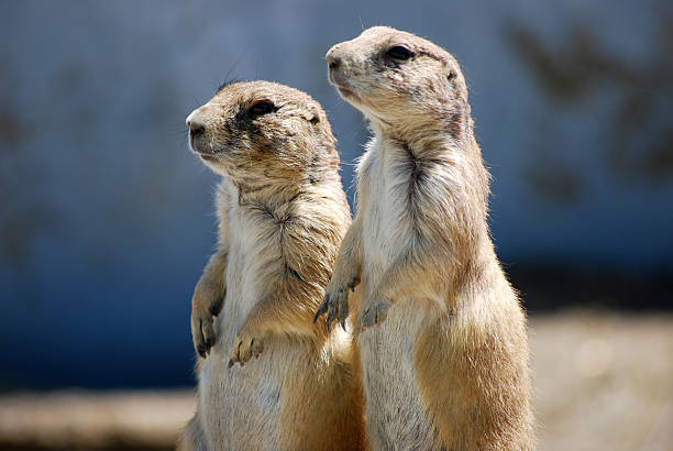 istock Pair Of Prairie Dogs Standing 514377638