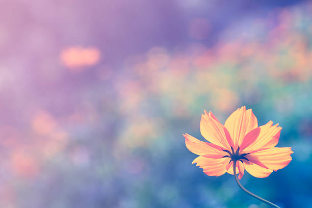 istock Yellow cosmos flower with color filters, Soft focus. 514377696