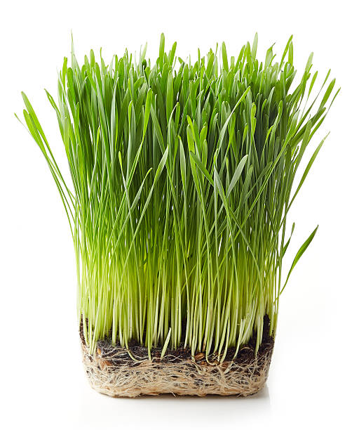 junge weizen gras - wheatgrass stock-fotos und bilder
