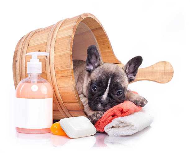 istock puppy in wooden wash 514378048
