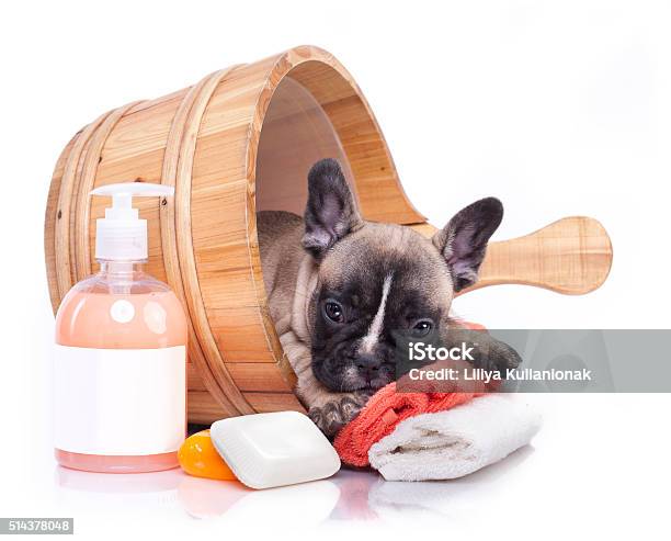 Puppy In Wooden Wash Stock Photo - Download Image Now - Animal, Antiparasitic, Bulldog