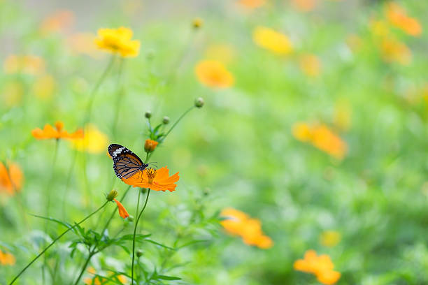 istock Butterfly and yellow cosmos flower Soft focus. 514378086