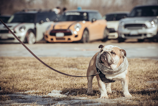 Milton, Ontario, Canada- February 28, 2016. English Bulldog and a MINI COOPER: long time synonym in the auto world. It was established almost fifty years ago that front end of a Mini Cooper car resembles the face of a English Bulldog. This is how the story began. These days, at every MINI COOPER event you can find at least one bulldog. Outdoor field outside Milton, Ontario with various MINI cars parked on the field in the background. English bulldog standing in the foreground. Dog  is on the leash. People in the background.