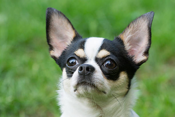 istock Portrait of Chihuahua 514378857