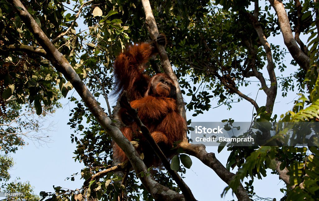 Male Orangutan Large male orangutan in Tanjung Puting National Park near Camp Leakey in Indonesia's Borneo. Authority Stock Photo