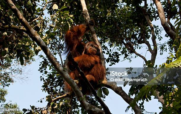 Male Orangutan Stock Photo - Download Image Now - Authority, Adult, Animal