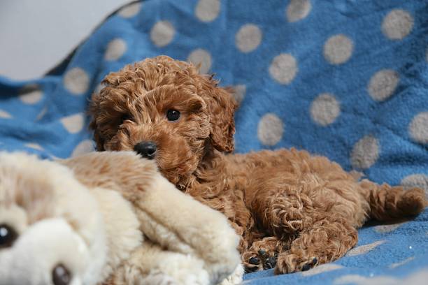 Amazing babydog poodle stock photo