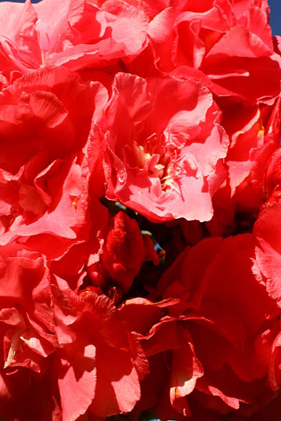 vermelho camellias ponto - honeymoon imagens e fotografias de stock