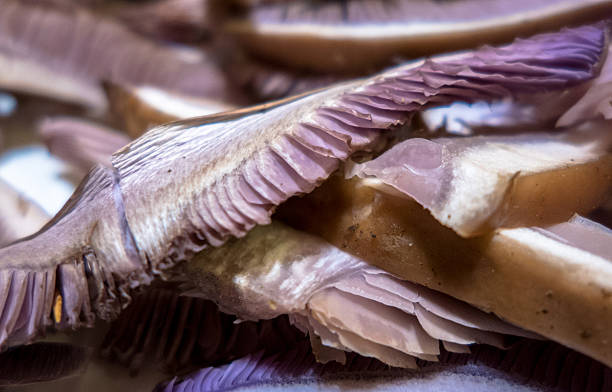 istock Dried mushrooms - Lepista nuda 514380884
