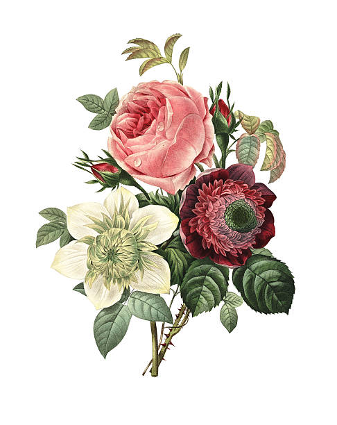 rose, getupfte und clematis/"redoute" flower illustrationen - old old fashioned engraved image engraving stock-grafiken, -clipart, -cartoons und -symbole