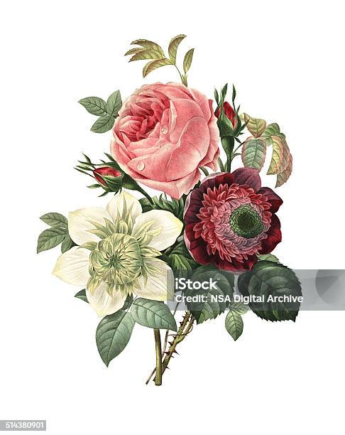 Ilustración de Rose Anémona Y Clematisredoute Ilustraciones De Flor y más Vectores Libres de Derechos de Flor