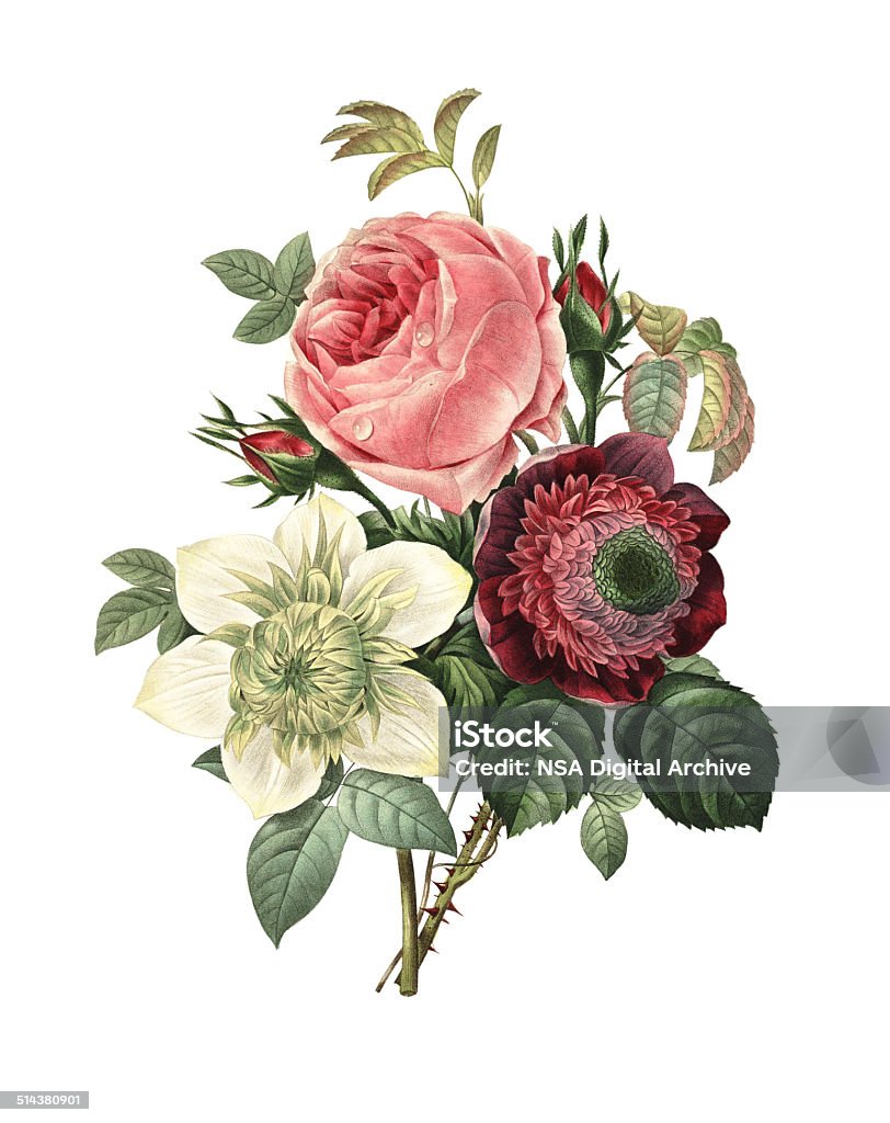 Rose, Anemone and Clematis | Redoute Flower Illustrations High resolution illustration of a bouquet of rose, anemone and clematis, isolated on white background. Engraving by Pierre-Joseph Redoute. Published in Choix Des Plus Belles Fleurs, Paris (1827). Flower stock illustration
