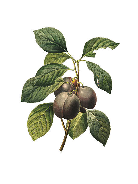 royal plum/redoute botaniczny ilustracje - plum stock illustrations