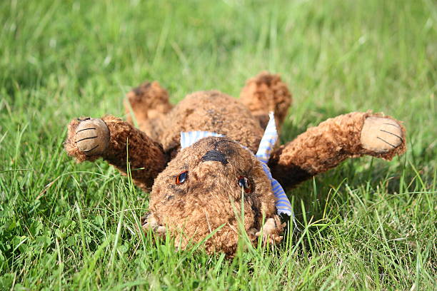 istock Cute brown teddy bear in the garden 514380949