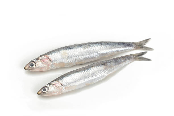 istock Fresh anchovies 514381132