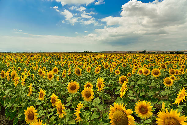 girassol em campo de verão da bulgária. - flower sunflower field landscaped - fotografias e filmes do acervo