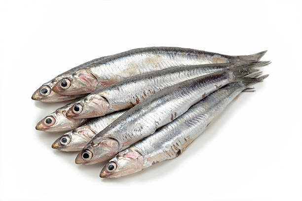 istock Fresh anchovies 514381336
