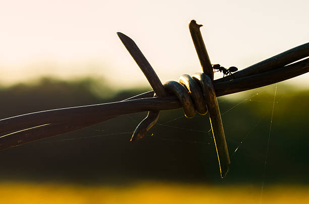 Very sharp Old barbed wire stock photo