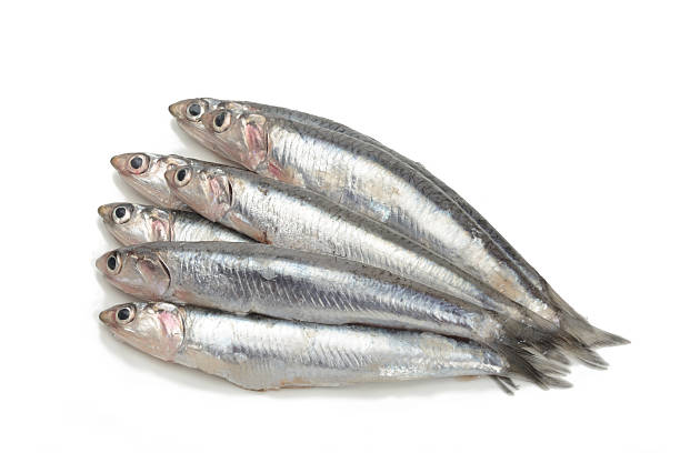 istock Fresh anchovies 514381486