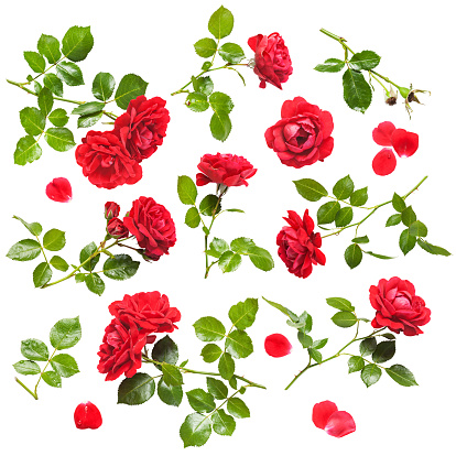 Beautiful red rose flowers collection isolated on white background. Fresh climbing roses with water drops