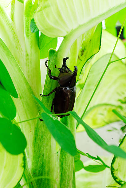 Rhinoceros beetle  Rhinoceros beetle most are black, gray, or green in color, and some are covered in soft hairs. Another name given to some of these insects is Hercules beetle, because they possess strength of a herculean proportion. hercules beetle stock pictures, royalty-free photos & images