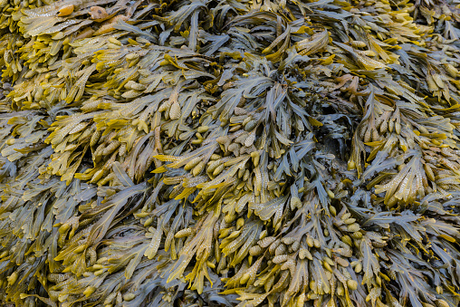 Brown and green seaweed at the shore of the sea.