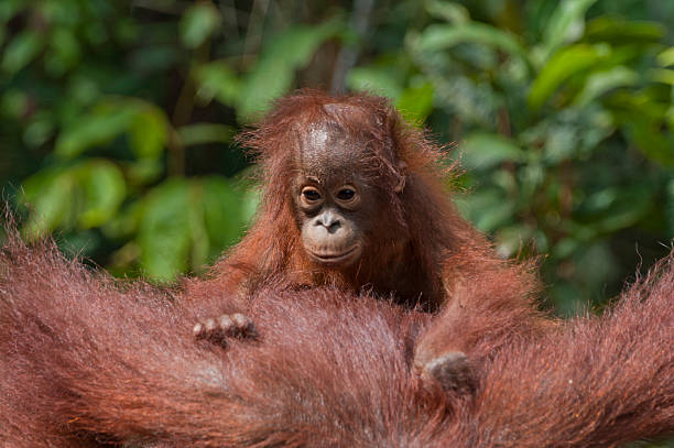 mutter und baby orang-utan - tanjung-puting-reservat stock-fotos und bilder