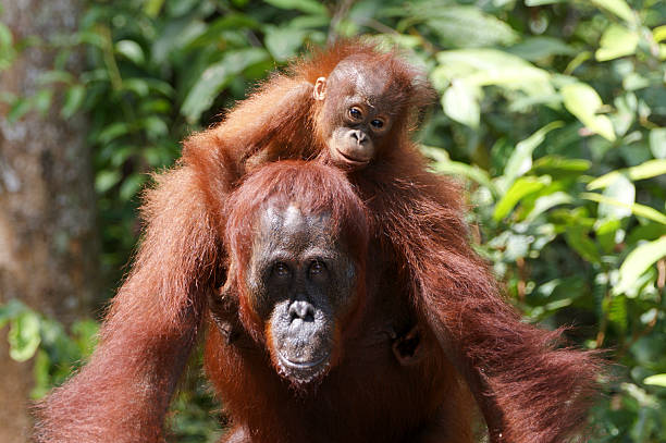 구슬눈꼬리 및 인펜트 오랑우탄 - young animal orangutan mother ape 뉴스 사진 이미지