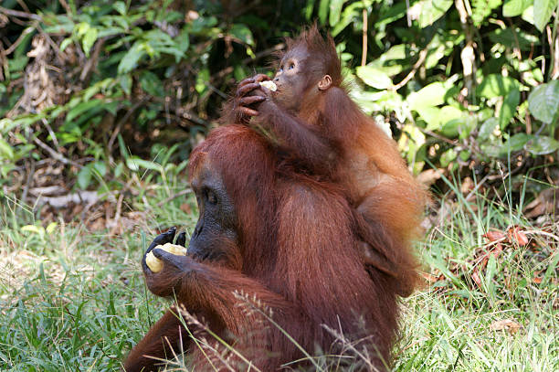 구슬눈꼬리 및 인펜트 오랑우탄 - young animal orangutan mother ape 뉴스 사진 이미지