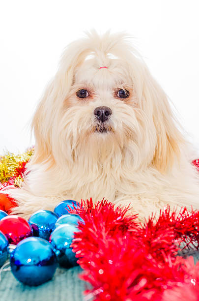 Lhasa Apso Ready for Christmas stock photo