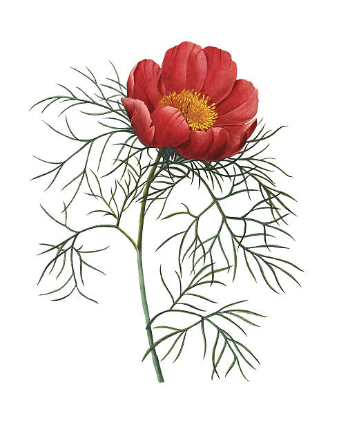 paeonia tenuifolia/redoute 아이리스입니다 일러스트 - botany illustration and painting single flower image stock illustrations