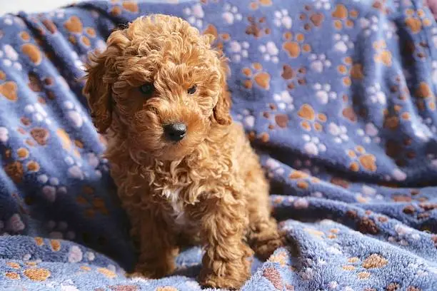 Portrait beautiful babydog poodle