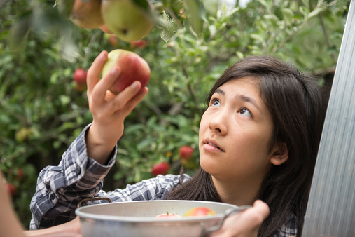 A eurasian girl picks apples from a tree while another person holds a container for her.  Ladder to her right and fence in the background.