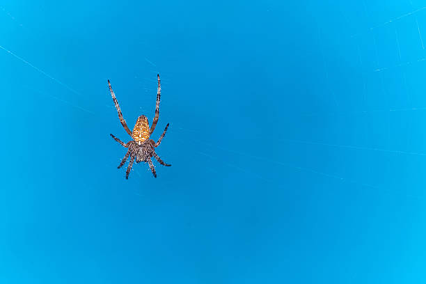 Spider on web stock photo