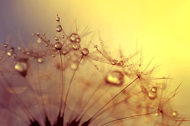 istock Dewdrops on a flower dandelion at sunset 514383184