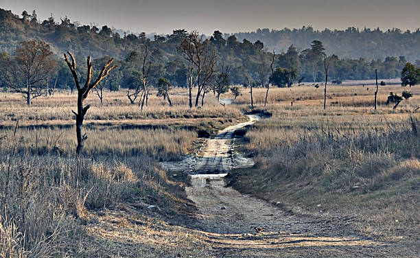 dai sentieri battuti - dirtroad foto e immagini stock