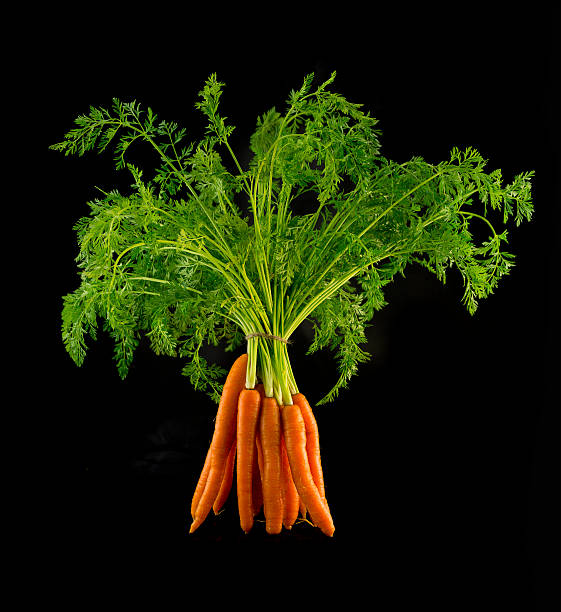 Photographic image of fresh organic bunch of  carrots with long green leaves on a black background, stood up