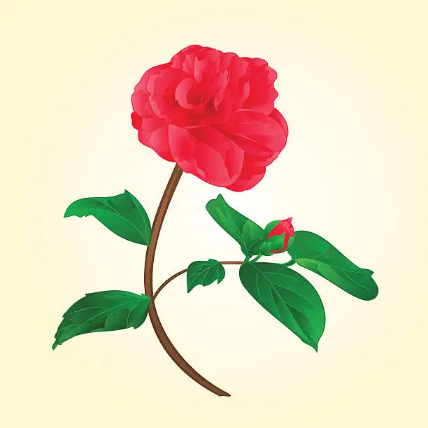 Vector illustration of Camellia Japonica flower with bud vektor