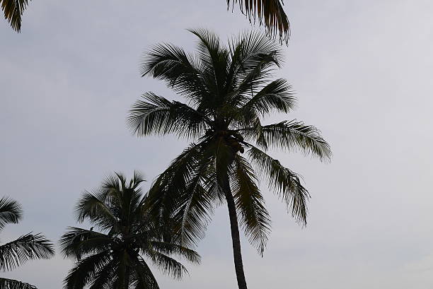 istock Top of a coconut palm 514384128